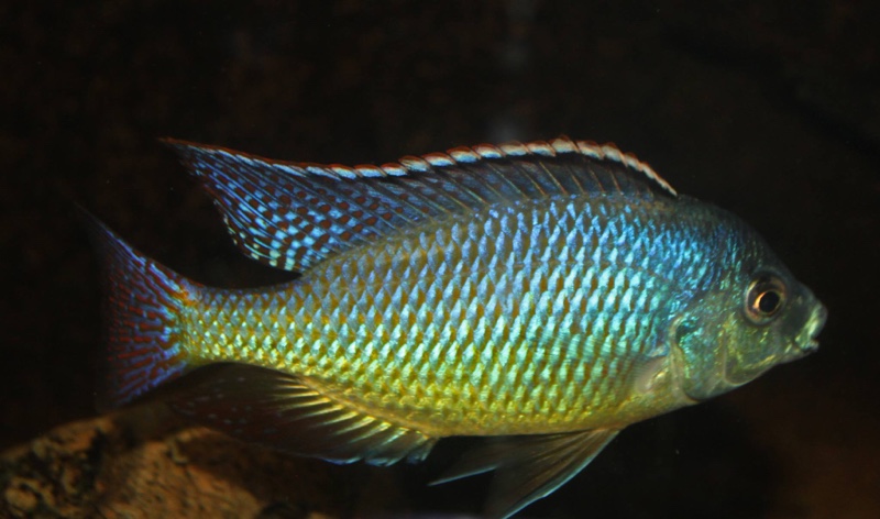 Protomelas virgatus 'Namalenje Island'